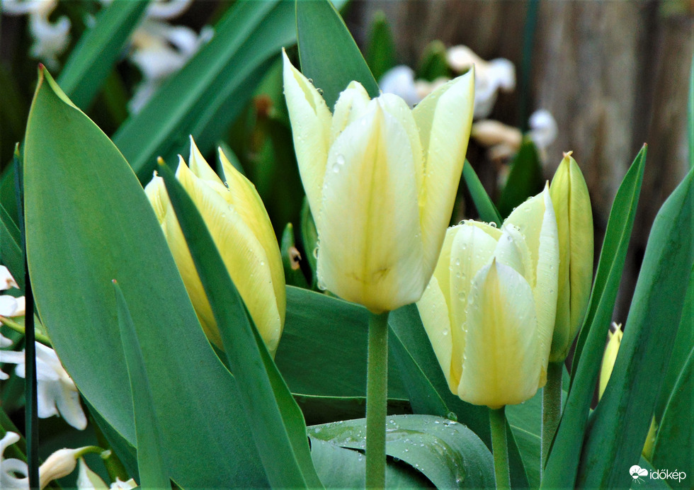 Tulipánom esőben