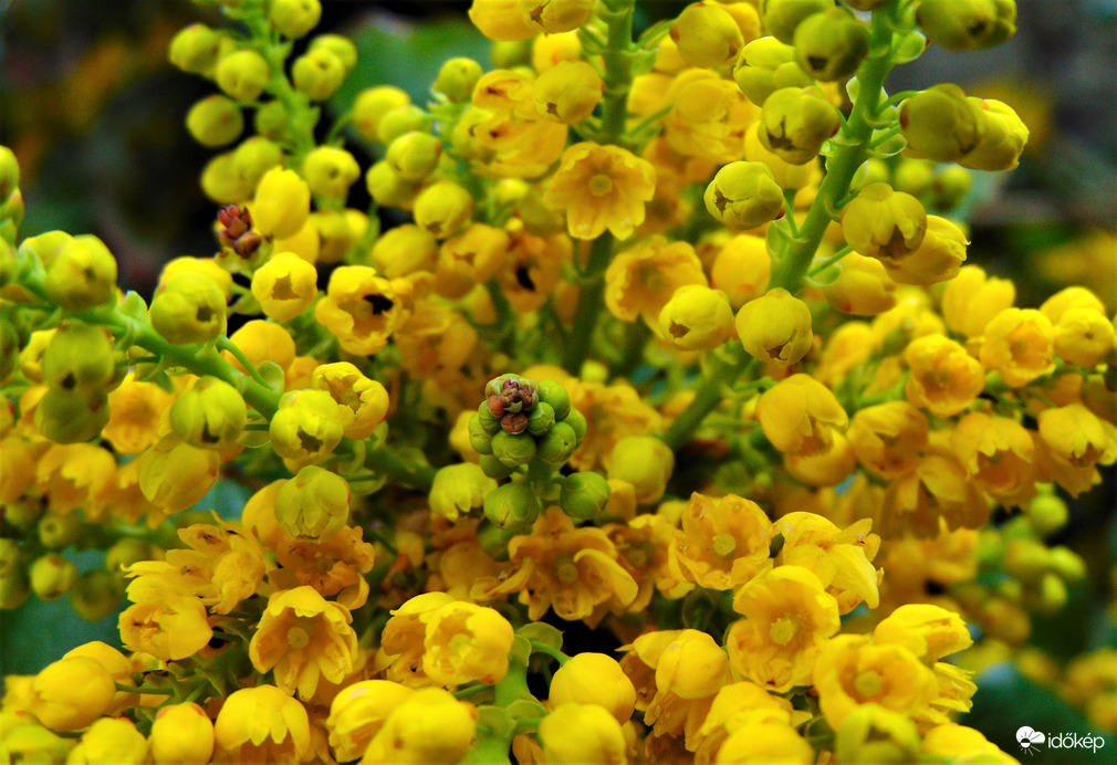 Mahonia