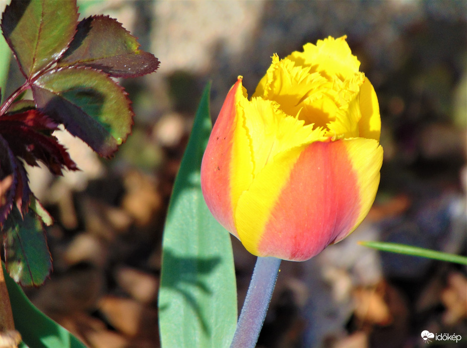Tulipán