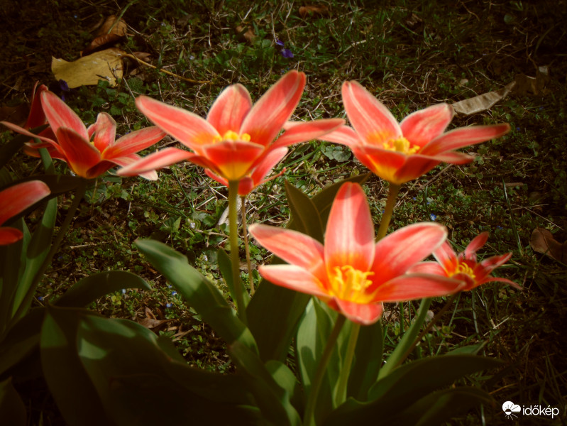 Tulipán