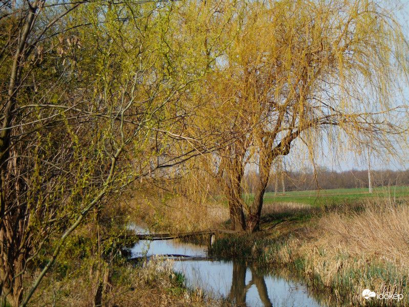 Kivirul a természet