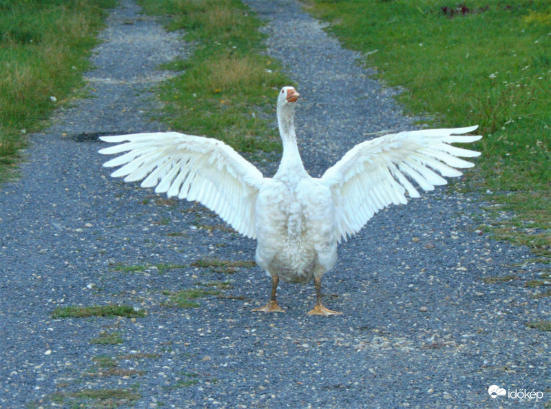 Ölelés