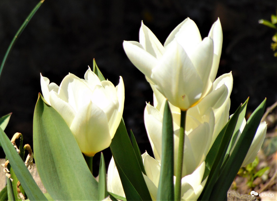 Tulipánok