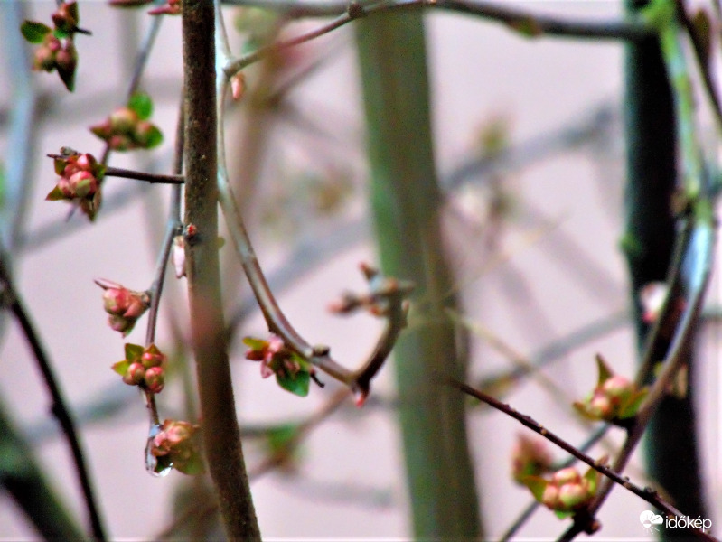 Japán birs rügyezés