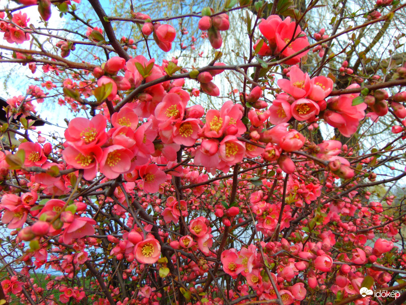 Japán birs