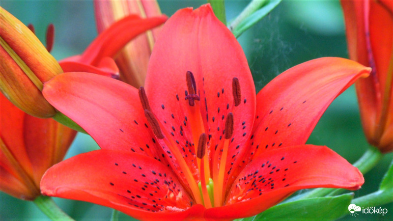 Liliom