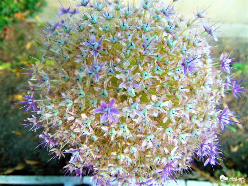 Elvirágozva is szép