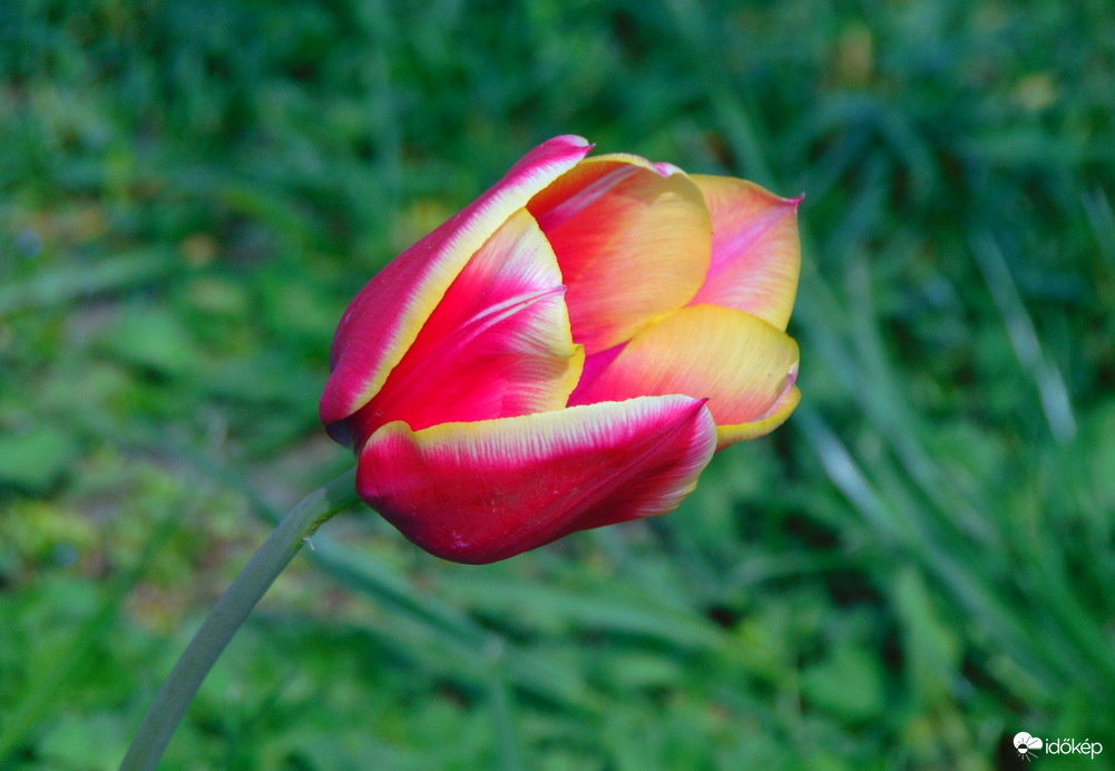 Tulipán