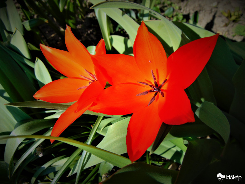 Piros tulipán