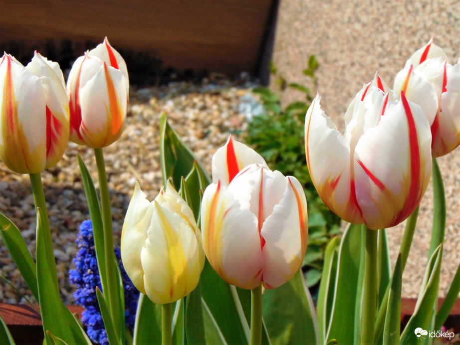 Tulipánok