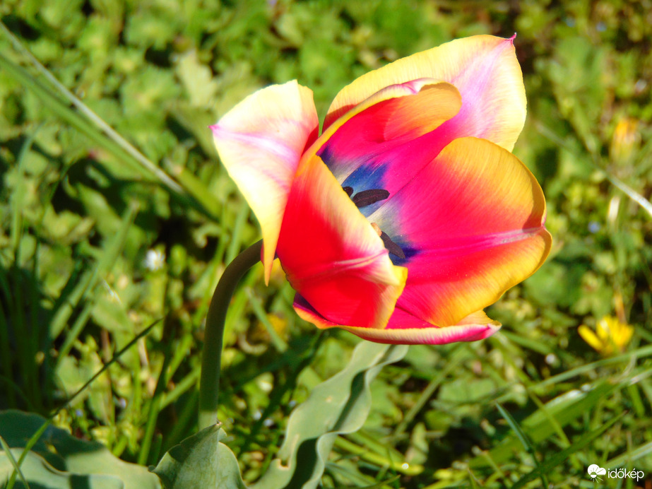 Félig nyílt tulipán