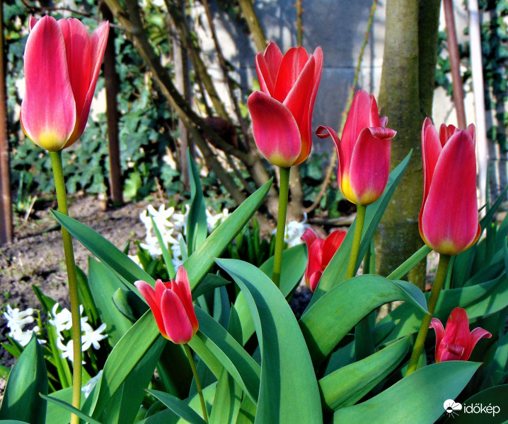 Tulipánok reggel