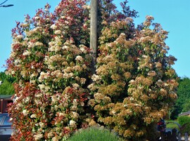 Korallberkenye