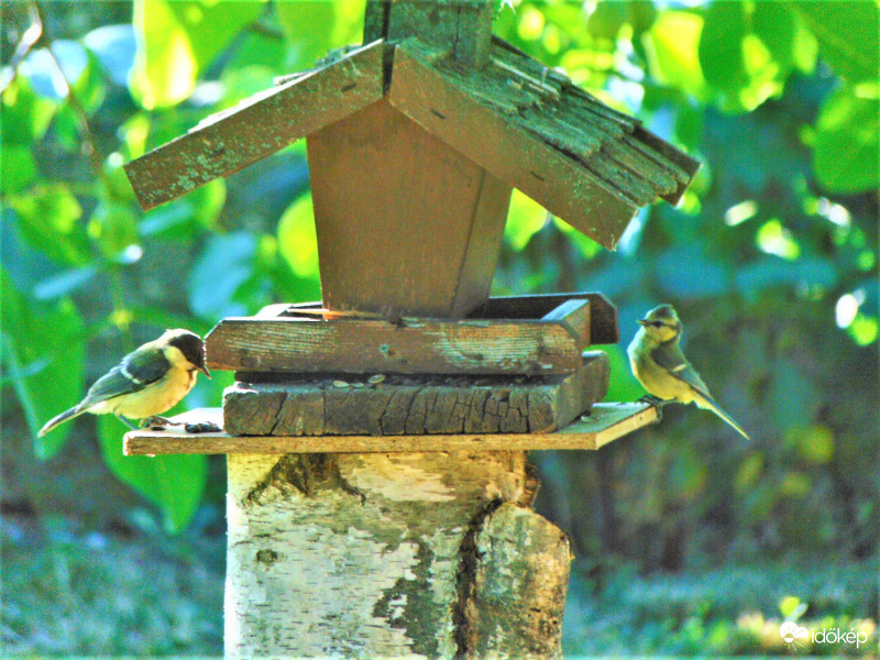 Reggeli sürgés-forgás