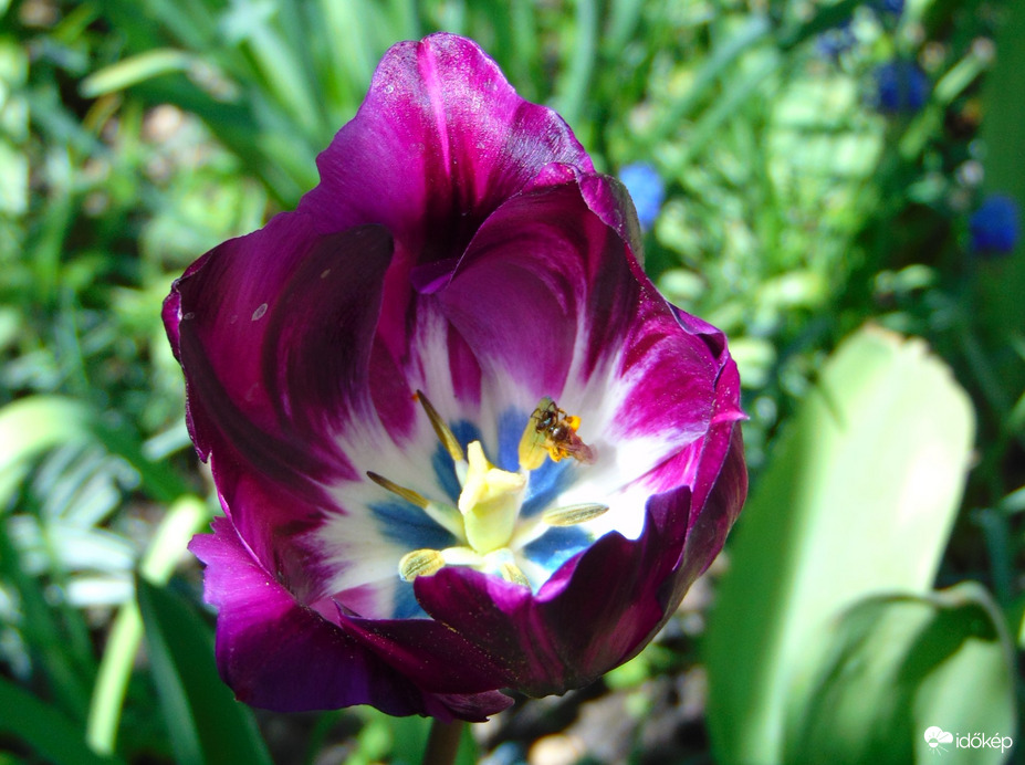 Tulipán