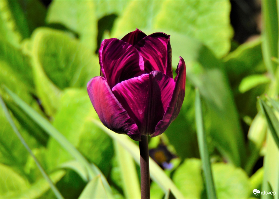 Tulipán