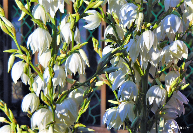 Pálmaliliom kinyílt