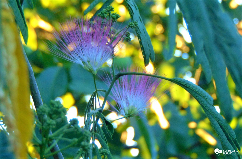 Első selyemakác virág
