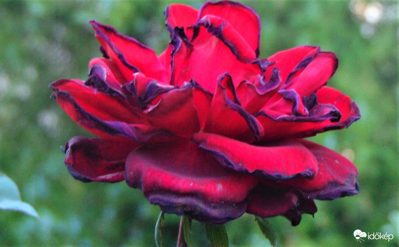 Megperzselődött rózsaszirmok