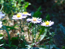 Hegyeshalom