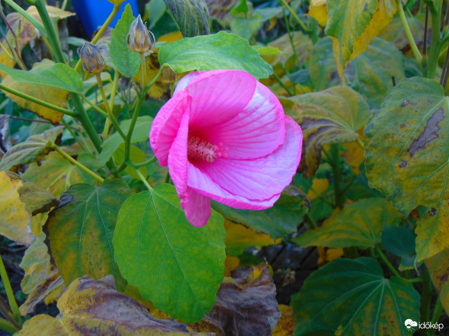 Hibiszkusz újra virágzik