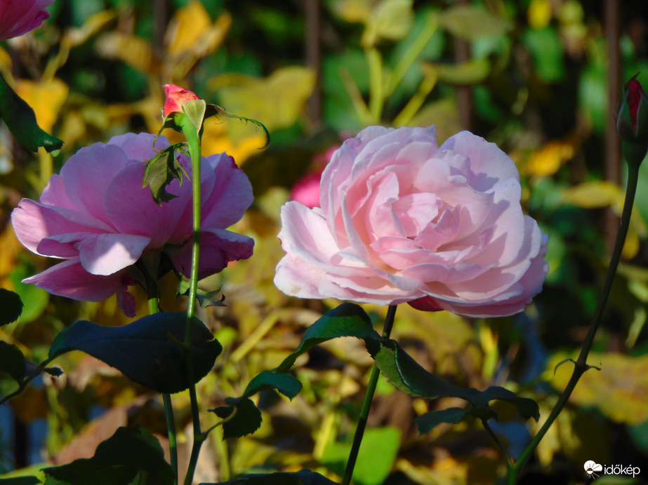 Rózsaszín rózsám