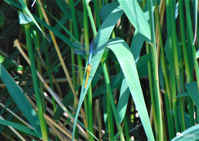 Kék és sárga szitakötő
