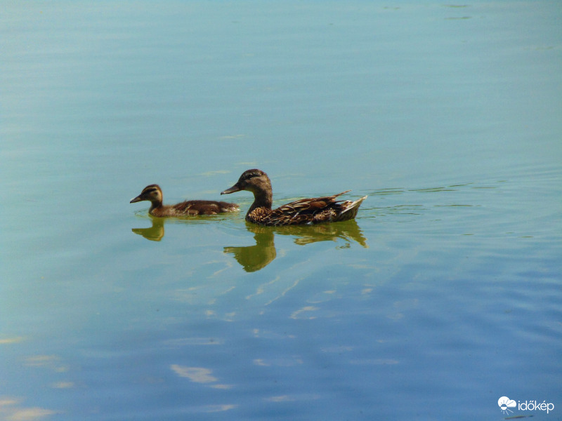 Kacsamama kicsinyével