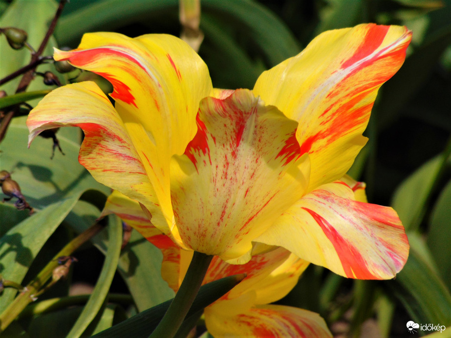 Tulipán