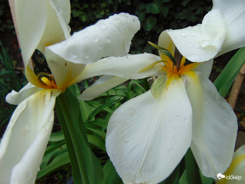 Eső után a tulipán