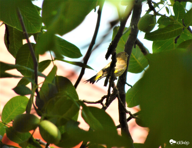 Hűsölés az ágak között