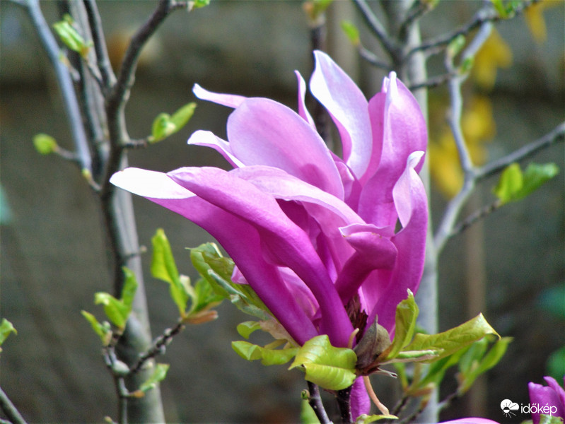 Tulipánfa