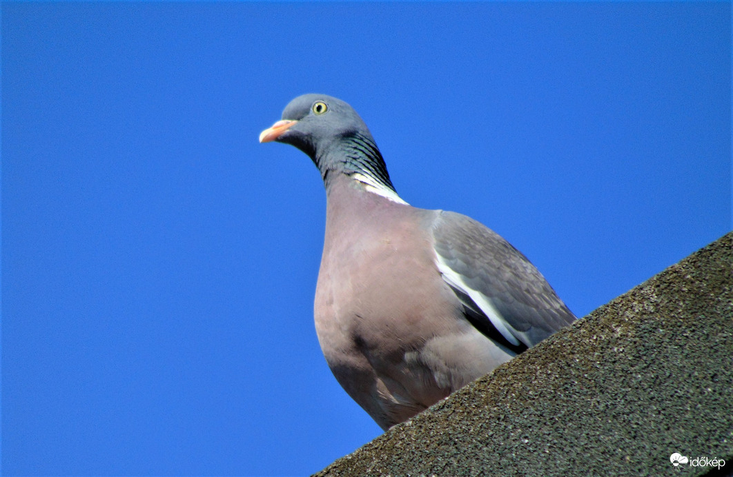 Balkáni gerle