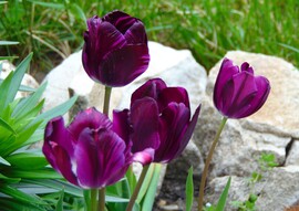 Kitartó tulipánok