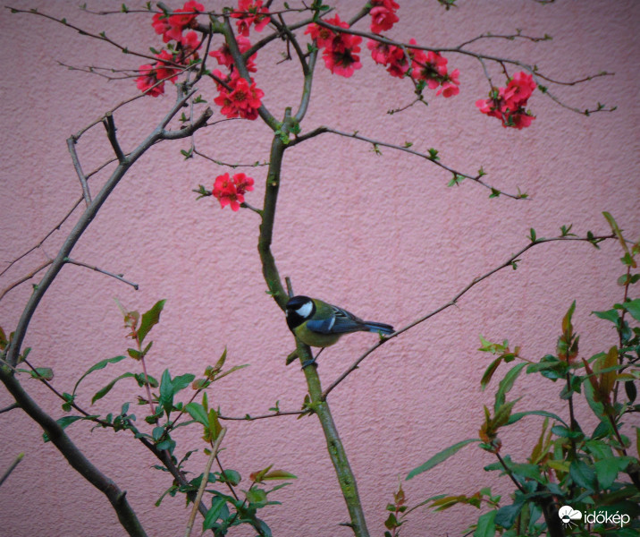 Tudta hová szeretném ültetni