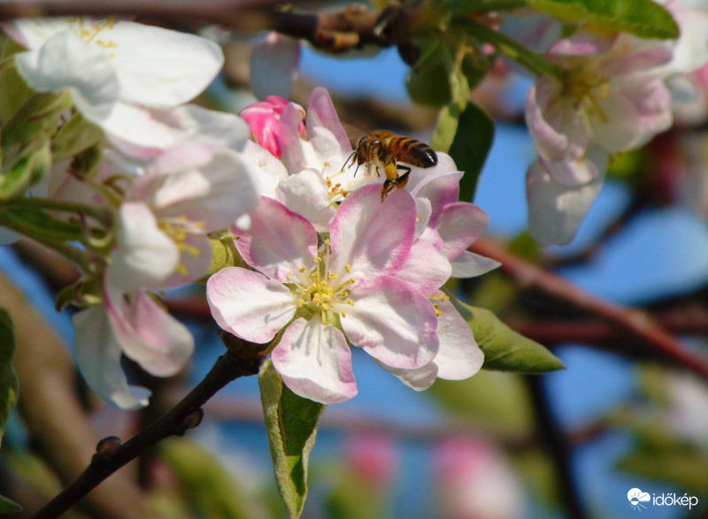 Gyönyörű napsütés