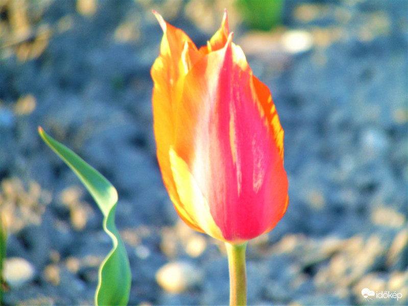 Kétszínű tulipán