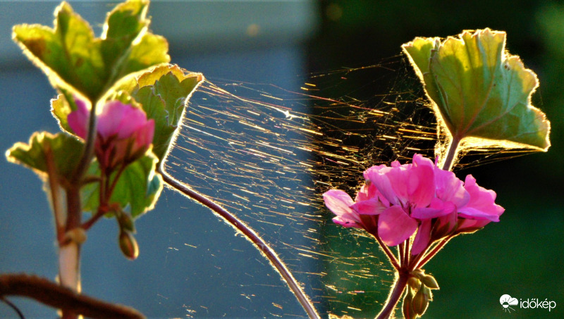 Pókháló napsütésben