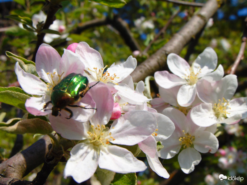 Rózsabogár az almafa virágain