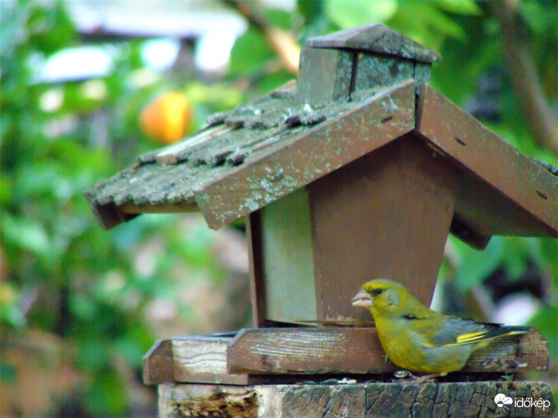 Zöldike vacsorázik