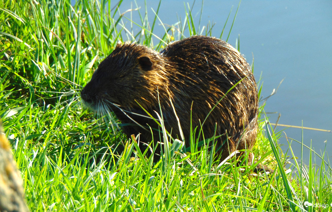 Stettni tó nutria