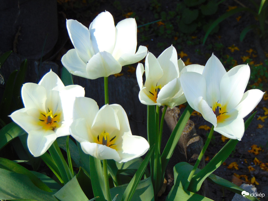 Fehér tulipánok