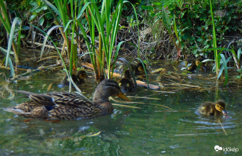 Vidám hancúrozás a vízben