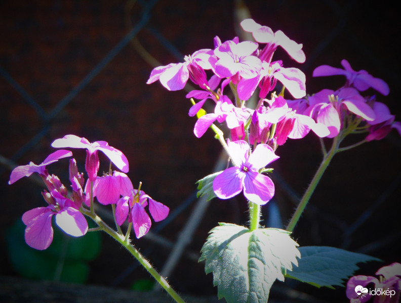 Júdás pénze virág