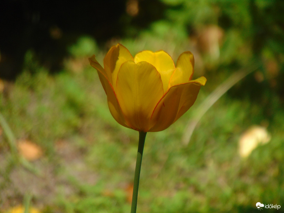 Tulipán