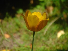 Tulipán