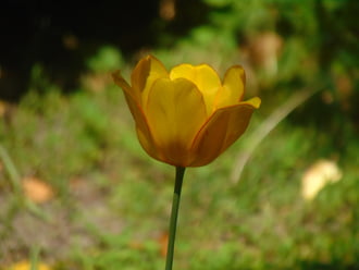 Tulipán