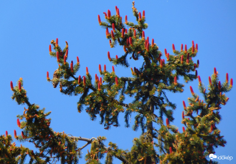 Húsvéti karácsonyfa