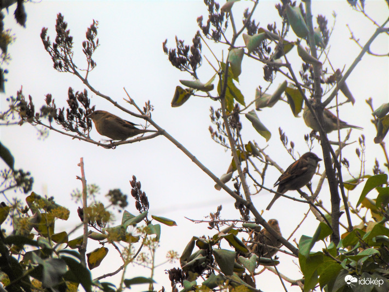 Levelek helyett verebek