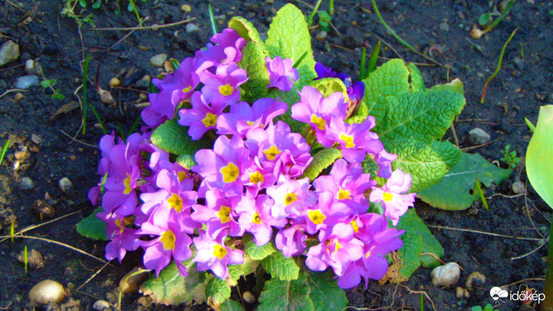 Primula